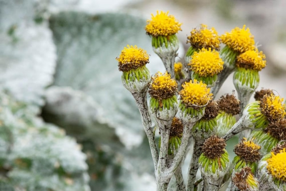 HDS28-26, Day 3, _DSC9282 Hana (12).jpg © Hana Spickova - Oceanwide Expeditions.jpg