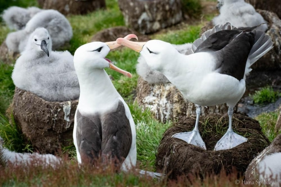 HDS28-26, Day 3, _DSC9282 Hana (14).jpg © Hana Spickova - Oceanwide Expeditions.jpg