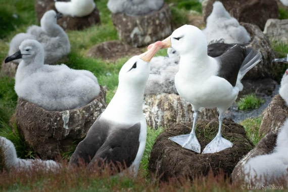 HDS28-26, Day 3, _DSC9282 Hana (15).jpg © Hana Spickova - Oceanwide Expeditions.jpg