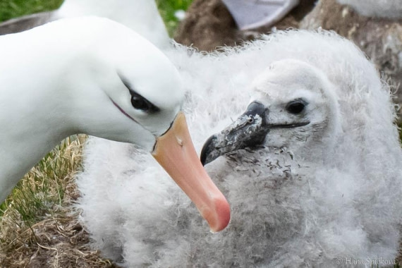 HDS28-26, Day 3, _DSC9282 Hana (17).jpg © Hana Spickova - Oceanwide Expeditions.jpg
