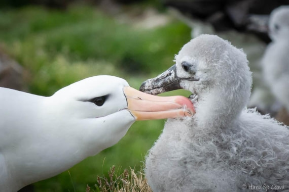 HDS28-26, Day 3, _DSC9282 Hana (19).jpg © Hana Spickova - Oceanwide Expeditions.jpg