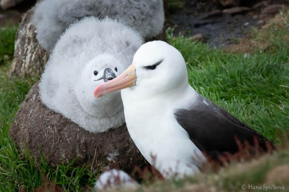 HDS28-26, Day 3, _DSC9282 Hana (20).jpg © Hana Spickova - Oceanwide Expeditions.jpg