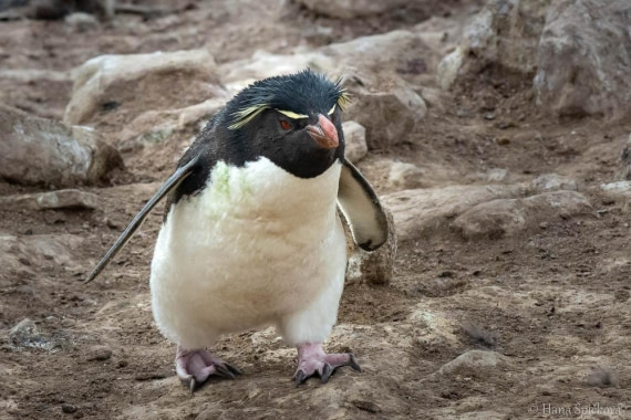 HDS28-26, Day 3, _DSC9282 Hana (22).jpg © Hana Spickova - Oceanwide Expeditions.jpg