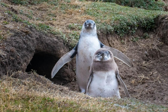 HDS28-26, Day 3, _DSC9282 Hana (24).jpg © Hana Spickova - Oceanwide Expeditions.jpg