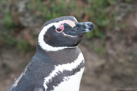 HDS28-26, Day 3, _DSC9282 Hana (25).jpg © Hana Spickova - Oceanwide Expeditions.jpg