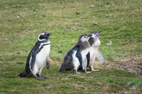 HDS28-26, Day 3, _DSC9282 Hana (28).jpg © Hana Spickova - Oceanwide Expeditions.jpg