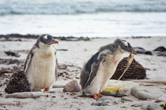 HDS28-26, Day 3, _DSC9282 Hana (30).jpg © Hana Spickova - Oceanwide Expeditions.jpg