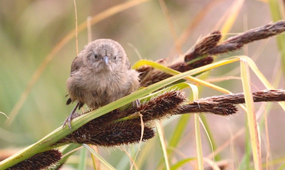 HDS28-26, Day 3, IMG_0038.JPG © Unknown photographer - Oceanwide Expeditions.JPG