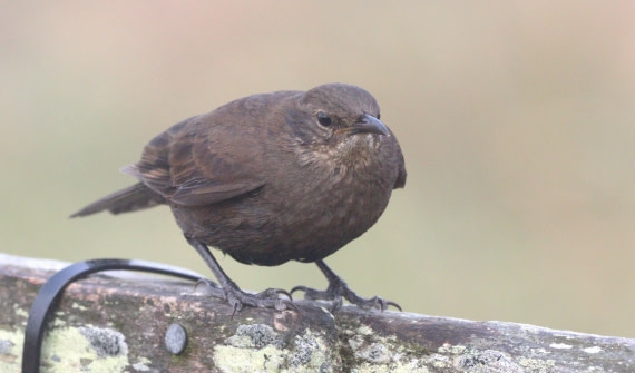HDS28-26, Day 3, IMG_0058.JPG © Unknown photographer - Oceanwide Expeditions.JPG