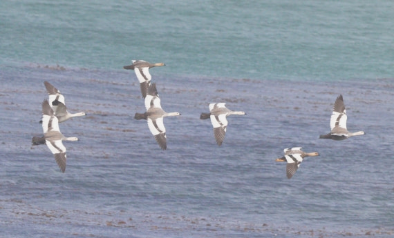 HDS28-26, Day 3, IMG_0077.JPG © Unknown photographer - Oceanwide Expeditions.JPG