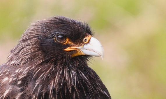 HDS28-26, Day 3, IMG_0104.JPG © Unknown photographer - Oceanwide Expeditions.JPG