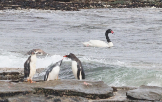 HDS28-26, Day 3, IMG_0143.JPG © Unknown photographer - Oceanwide Expeditions.JPG