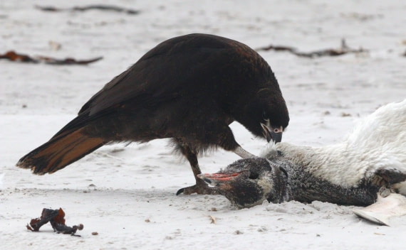 HDS28-26, Day 3, IMG_0231.JPG © Unknown photographer - Oceanwide Expeditions.JPG
