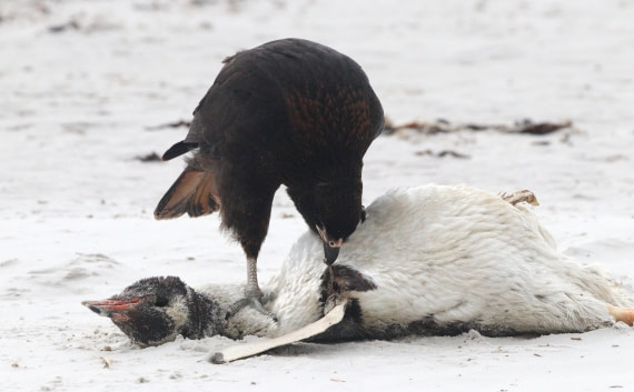 HDS28-26, Day 3, IMG_0239.JPG © Unknown photographer - Oceanwide Expeditions.JPG