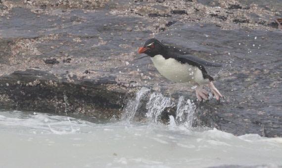 HDS28-26, Day 3, IMG_0283.JPG © Unknown photographer - Oceanwide Expeditions.JPG