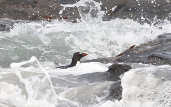 HDS28-26, Day 3, IMG_0330.JPG © Unknown photographer - Oceanwide Expeditions.JPG