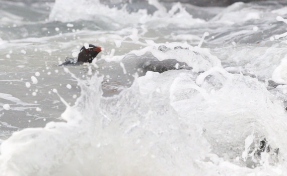 HDS28-26, Day 3, IMG_0334.JPG © Unknown photographer - Oceanwide Expeditions.JPG