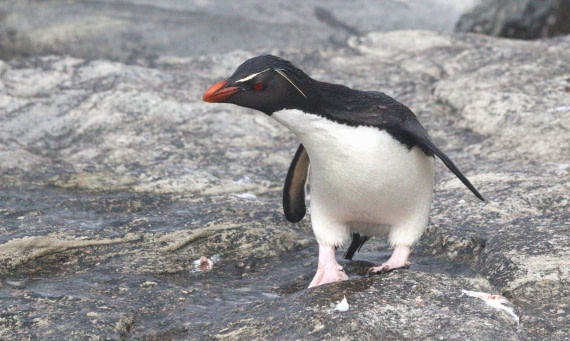 HDS28-26, Day 3, IMG_0356.JPG © Unknown photographer - Oceanwide Expeditions.JPG
