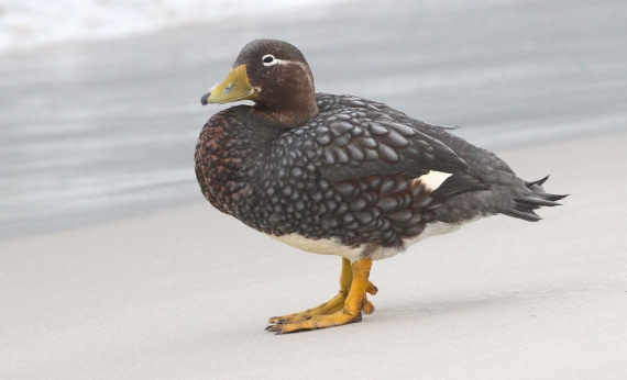 HDS28-26, Day 3, IMG_9902.JPG © Unknown photographer - Oceanwide Expeditions.JPG