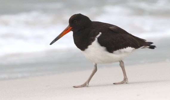 HDS28-26, Day 3, IMG_9910.JPG © Unknown photographer - Oceanwide Expeditions.JPG