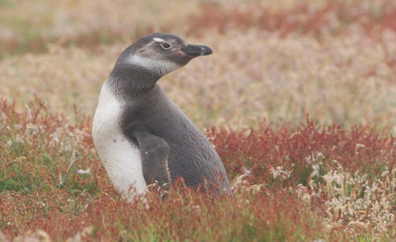 HDS28-26, Day 3, IMG_9928.JPG © Unknown photographer - Oceanwide Expeditions.JPG