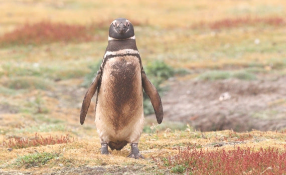 HDS28-26, Day 3, IMG_9936.JPG © Unknown photographer - Oceanwide Expeditions.JPG