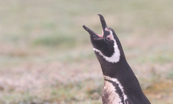 HDS28-26, Day 3, IMG_9950.JPG © Unknown photographer - Oceanwide Expeditions.JPG