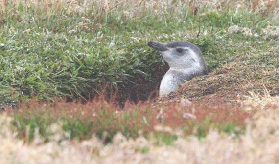 HDS28-26, Day 3, IMG_9956.JPG © Unknown photographer - Oceanwide Expeditions.JPG