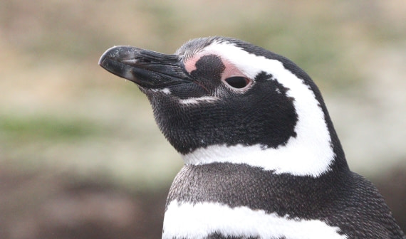 HDS28-26, Day 3, IMG_9981.JPG © Unknown photographer - Oceanwide Expeditions.JPG