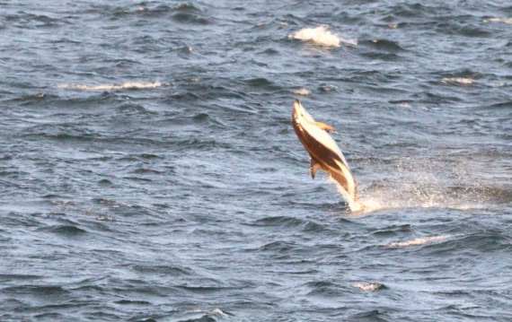 HDS28-26, Day 1, IMG_9863.JPG © Unknown photographer - Oceanwide Expeditions.JPG