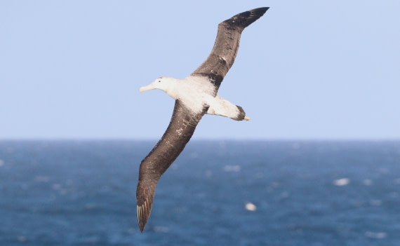 HDS28-26, Day 6, IMG_0417.JPG © Unknown photographer - Oceanwide Expeditions.JPG