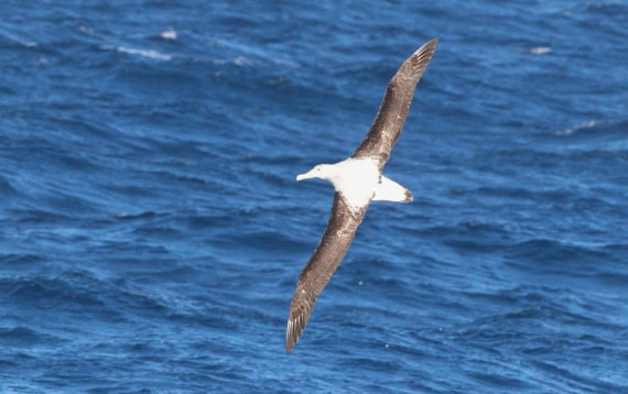 HDS28-26, Day 6, IMG_0501.JPG © Unknown photographer - Oceanwide Expeditions.JPG