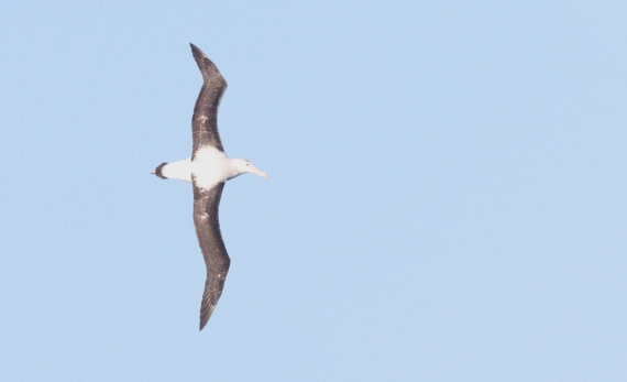 HDS28-26, Day 6, IMG_0514.JPG © Unknown photographer - Oceanwide Expeditions.JPG