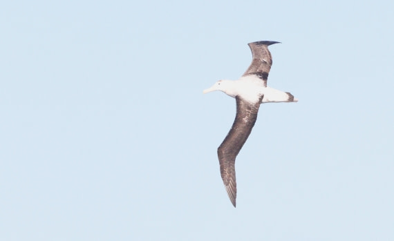 HDS28-26, Day 6, IMG_0521.JPG © Unknown photographer - Oceanwide Expeditions.JPG