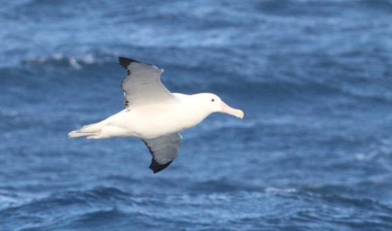HDS28-26, Day 6, IMG_0682.JPG © Unknown photographer - Oceanwide Expeditions.JPG