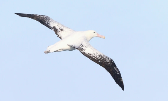 HDS28-26, Day 6, IMG_0683.JPG © Unknown photographer - Oceanwide Expeditions.JPG
