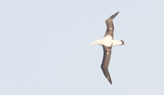 HDS28-26, Day 6, IMG_0727.JPG © Unknown photographer - Oceanwide Expeditions.JPG