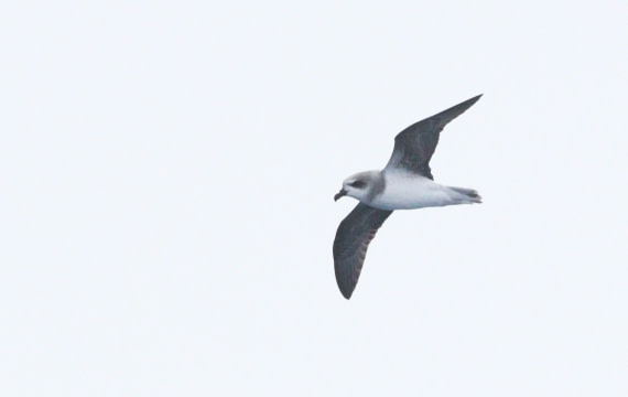 HDS28-26, Day 6, IMG_0757.JPG © Unknown photographer - Oceanwide Expeditions.JPG