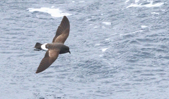 HDS28-26, Day 6, IMG_0772.JPG © Unknown photographer - Oceanwide Expeditions.JPG