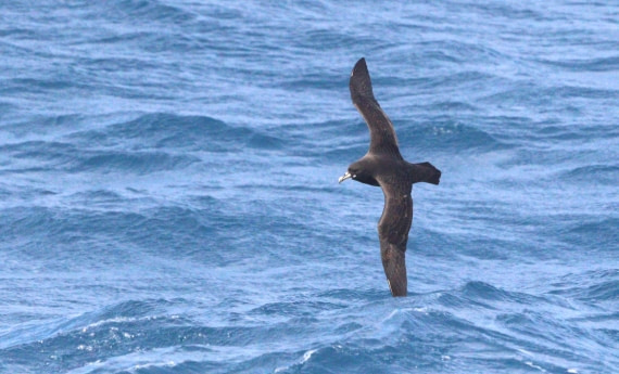 HDS28-26, Day 6, IMG_0837.JPG © Unknown photographer - Oceanwide Expeditions.JPG