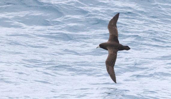 HDS28-26, Day 6, IMG_0860.JPG © Unknown photographer - Oceanwide Expeditions.JPG