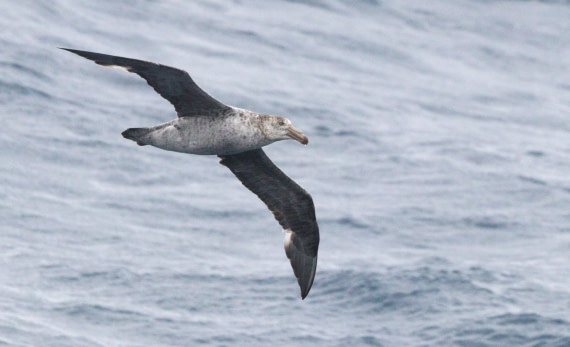 HDS28-26, Day 6, IMG_0904.JPG © Unknown photographer - Oceanwide Expeditions.JPG