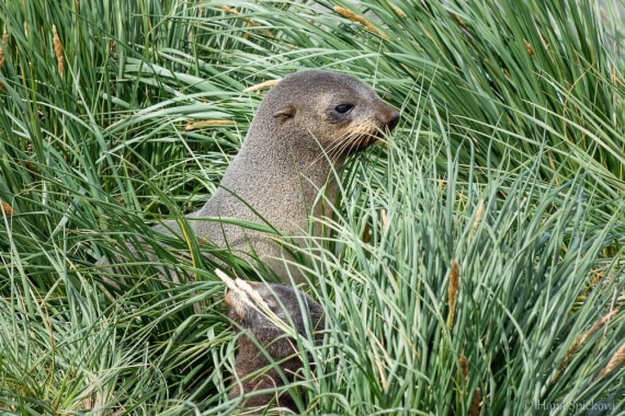 HDS28-26, Day 7, _DSC9555 Hana (2).jpg © Hana Spickova - Oceanwide Expeditions.jpg