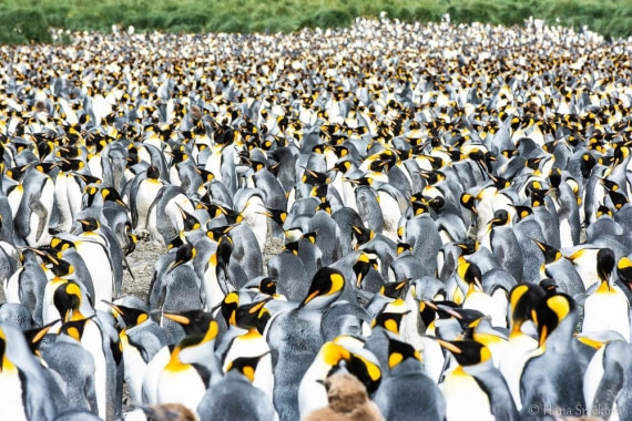 HDS28-26, Day 7, _DSC9555 Hana (4).jpg © Hana Spickova - Oceanwide Expeditions.jpg