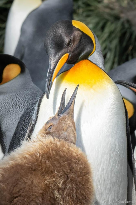 HDS28-26, Day 7, _DSC9555 Hana (6).jpg © Hana Spickova - Oceanwide Expeditions.jpg
