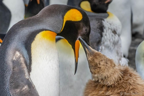 HDS28-26, Day 7, _DSC9555 Hana (7).jpg © Hana Spickova - Oceanwide Expeditions.jpg