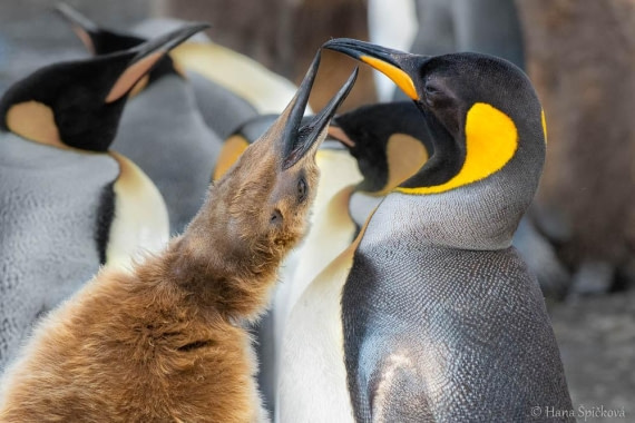 HDS28-26, Day 7, _DSC9555 Hana (11).jpg © Hana Spickova - Oceanwide Expeditions.jpg