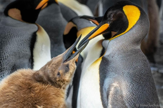 HDS28-26, Day 7, _DSC9555 Hana (12).jpg © Hana Spickova - Oceanwide Expeditions.jpg