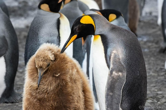 HDS28-26, Day 7, _DSC9555 Hana (13).jpg © Hana Spickova - Oceanwide Expeditions.jpg
