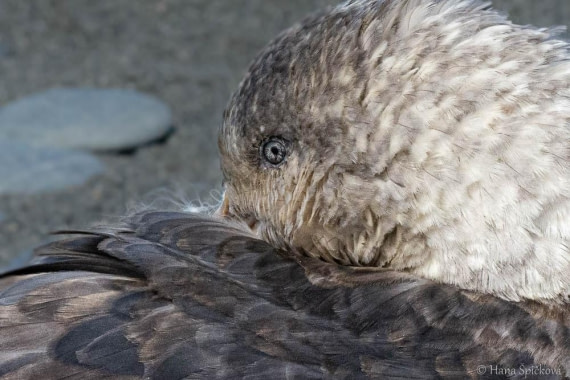 HDS28-26, Day 7, _DSC9555 Hana (17).jpg © Hana Spickova - Oceanwide Expeditions.jpg